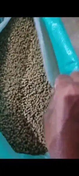 Pakan ikan protein 26 persen -3