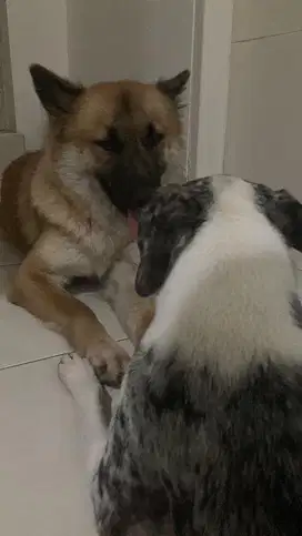 Adopsi Anjing Ras Campuran