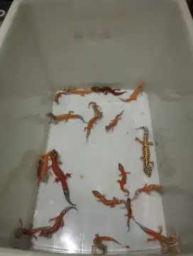 Leopard Gecko Emerine