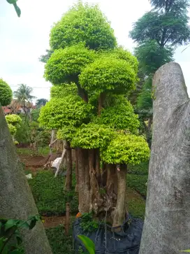Pohon anting putri tinggi mulai 3 sampai 4 meter...