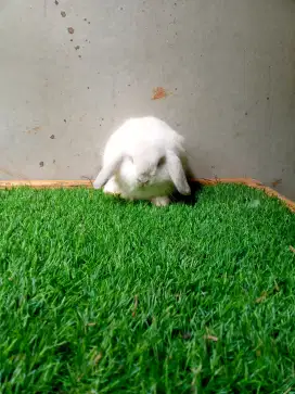 Kelinci Holland lop anakan