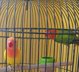 BURUNG LOVE BIRD BIOLA GREEN/INO X LUTINO MM/BLU SIAPAN.