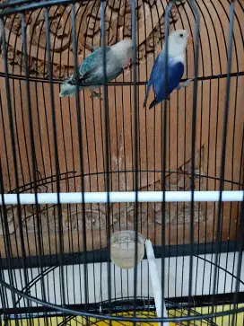 BURUNG LOVE BIRD BIOLA VIO X BIOLA EUWING BLU.