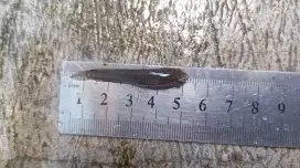 Bibit ikan gabus