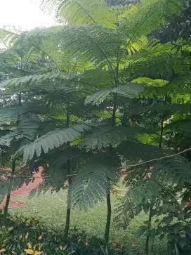 Pakis brazil solobium