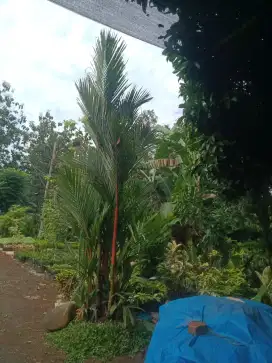 Tanaman hias palem merah