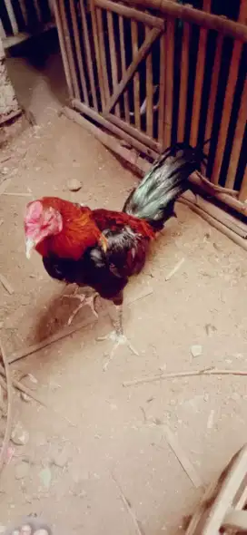 Ayam pakhoy muda mantap jos murah ada x Pama