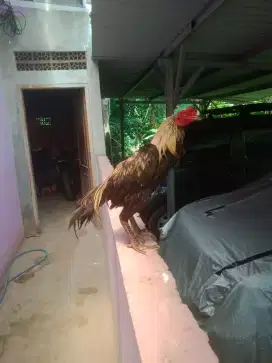 Ayam Pama brazilian Vidio abar ada murah