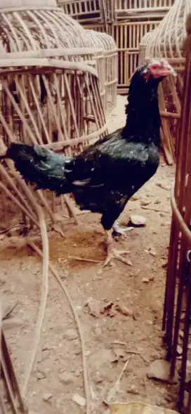 Ayam pakhoy betina jumbo brutal Vido ada siap beranak Taji jos