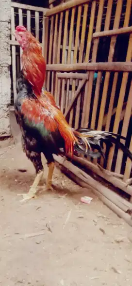 Ayam shamo Jepang beli dari telor murah udah win pacek adu ok murah