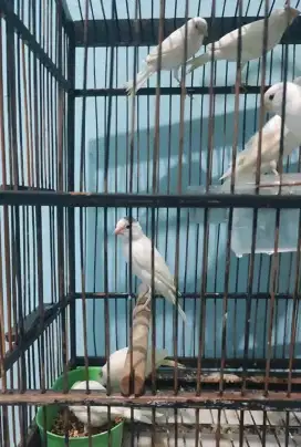 Burung kenari putih bahan jantan