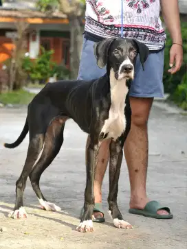 Great Dane Jantan Black Mantle Anjing Ras Besar Langka Scooby Doo