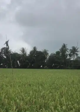 TANAH LUAS SIAP JUAL BELI DI SINGASARI JONGGOL