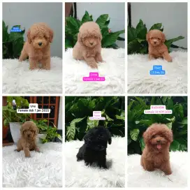 Toy tiny poodle lucu boleh nego