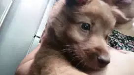 pomski( mini pom mix husky) betina usia 3 bulan