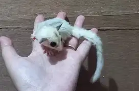 Sugar glider mozaic betina