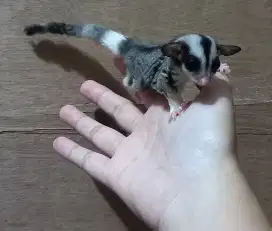 Sugar glider moza ringtail