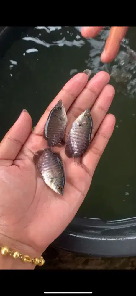 BIBIT GURAMI SUPER UNGGUL