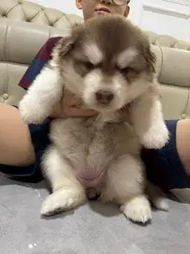 OPEN ADOPT ANAKAN ALASKAN MALAMUTE