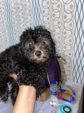 Poodle silver betina