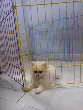 Minipom - pomeranian