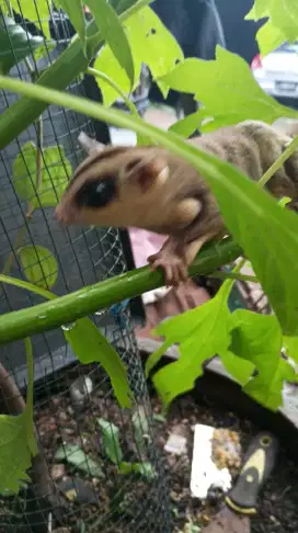 Sugar Glider WF