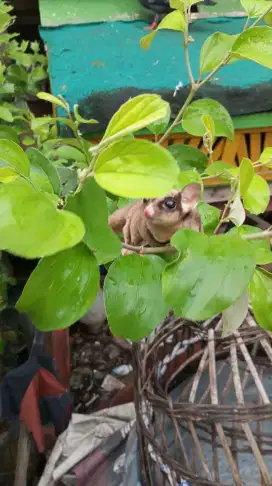Sugar glider CG