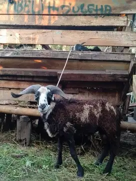 domba jantan 45kiloan timbang hidup real siap hewan kurban 2025 manteb