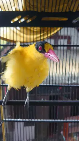 Burung kepodang sumbawa