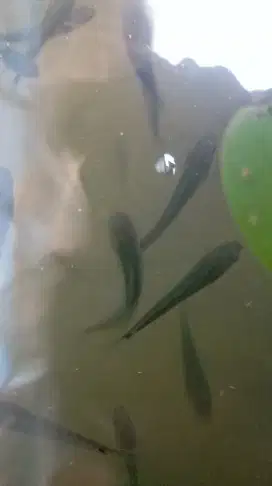 Bibit Ikan kutuk