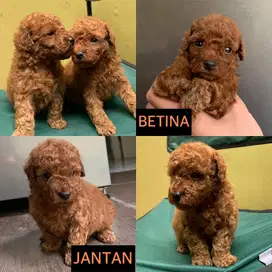 anak anjing Red toy poodle