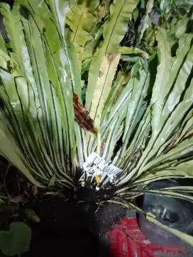 Bunga Pakis Kadaka/sarang burung