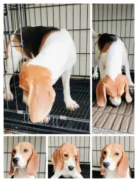 Beagle Betina Remaja