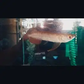 ikan arwana golden red arowana super red
