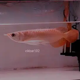 Ikan Arwana arowana Super Red bisa tt