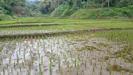 Sawah kadakajaya tanjungsari sumedang