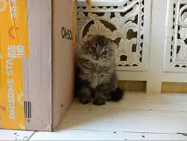 Kucing scottish fold longhair