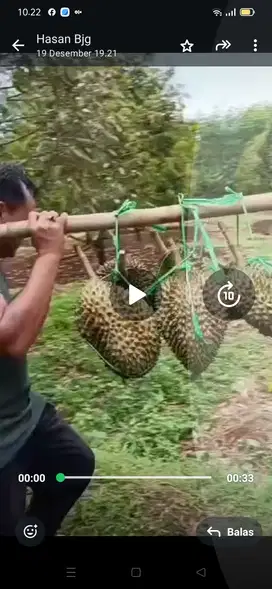 Kebun duren bawor produktif subur panen terus