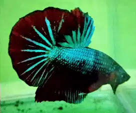 Ikan Cupang Giant HMPK