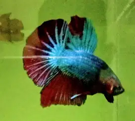 Ikan Cupang Giant HMPK