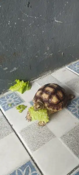 Sulcata dotless gud condition