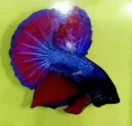 Ikan Cupang Giant HMPK
