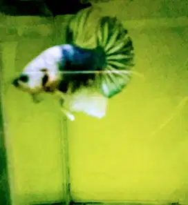 Ikan Cupang Giant HMPK
