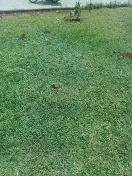 Distributor rumput hias