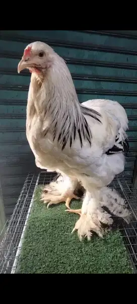 Ayam Brahma Hias Jantan Import Kualitas Bagus