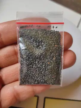 Benih biji kemangi paket hemat