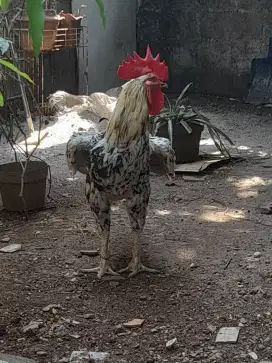 Ayam pelung 3 ekor