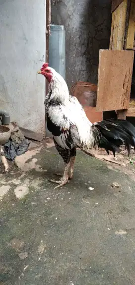 Ayam bangkok pejantan