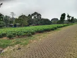 Lahan murah di Pondok Udin Parung Bogor