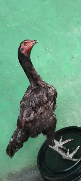 Babon khoyngon tampar